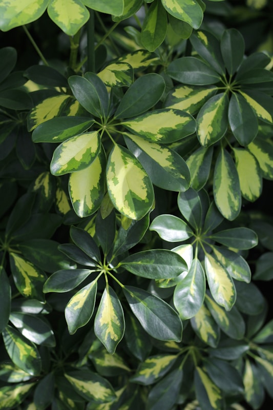 Schefflera stekken